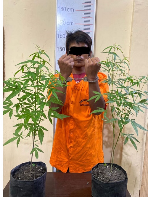 Tanam Ganja Di Rumahnya, Seorang Pria Diamankan Polisi 
