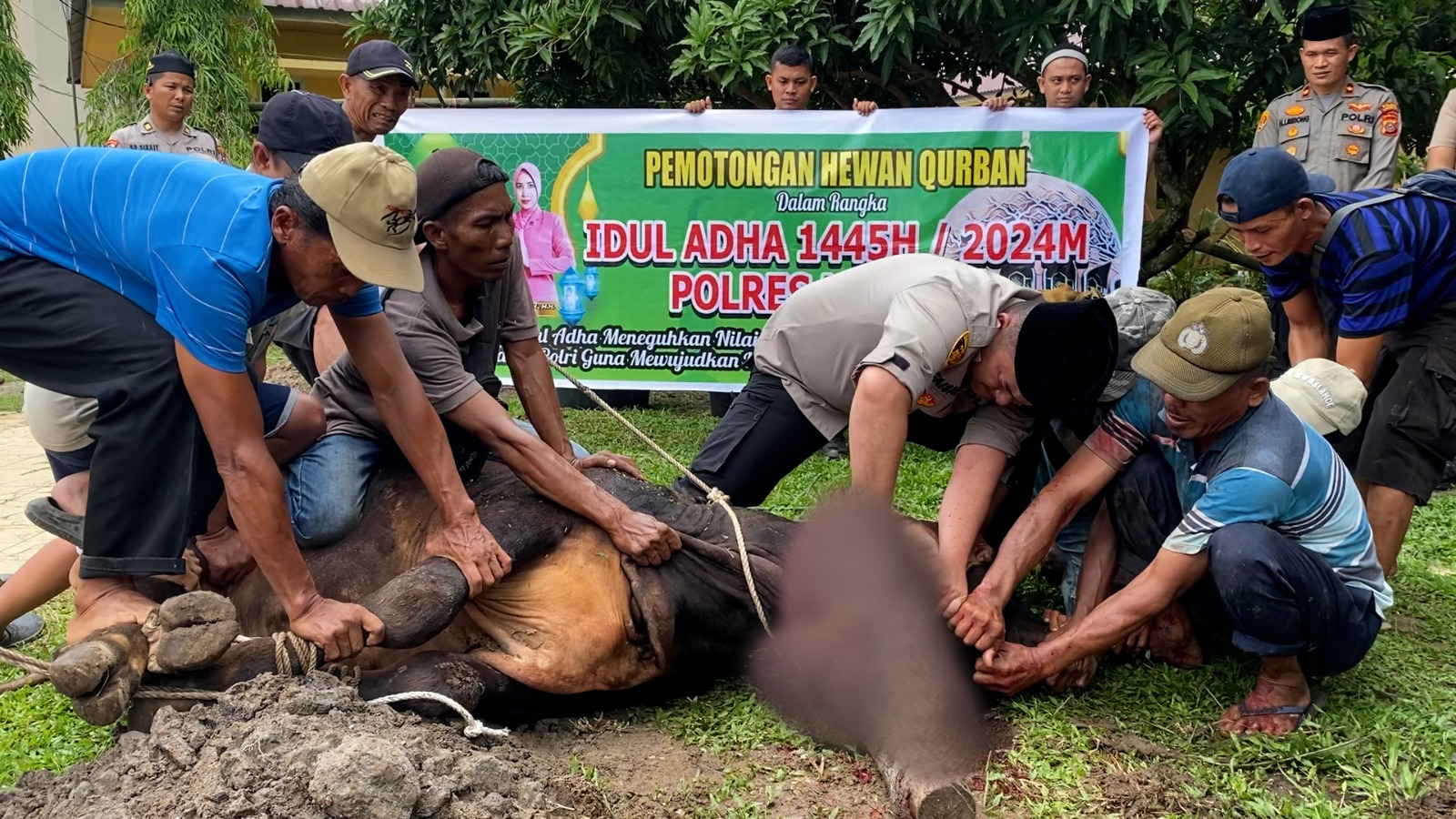 Polres Langkat Sembelih 9 Lembu Dan 8 Kambing