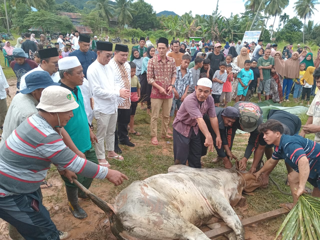 Gus Irawan Kurban 21 Sapi Jumbo Di Tapsel