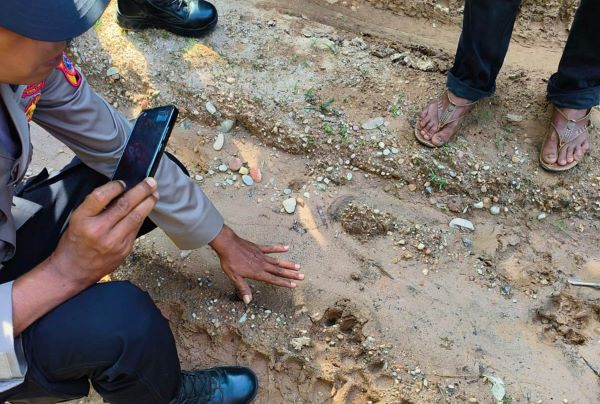 Harimau Terkam Ternak Di Aceh