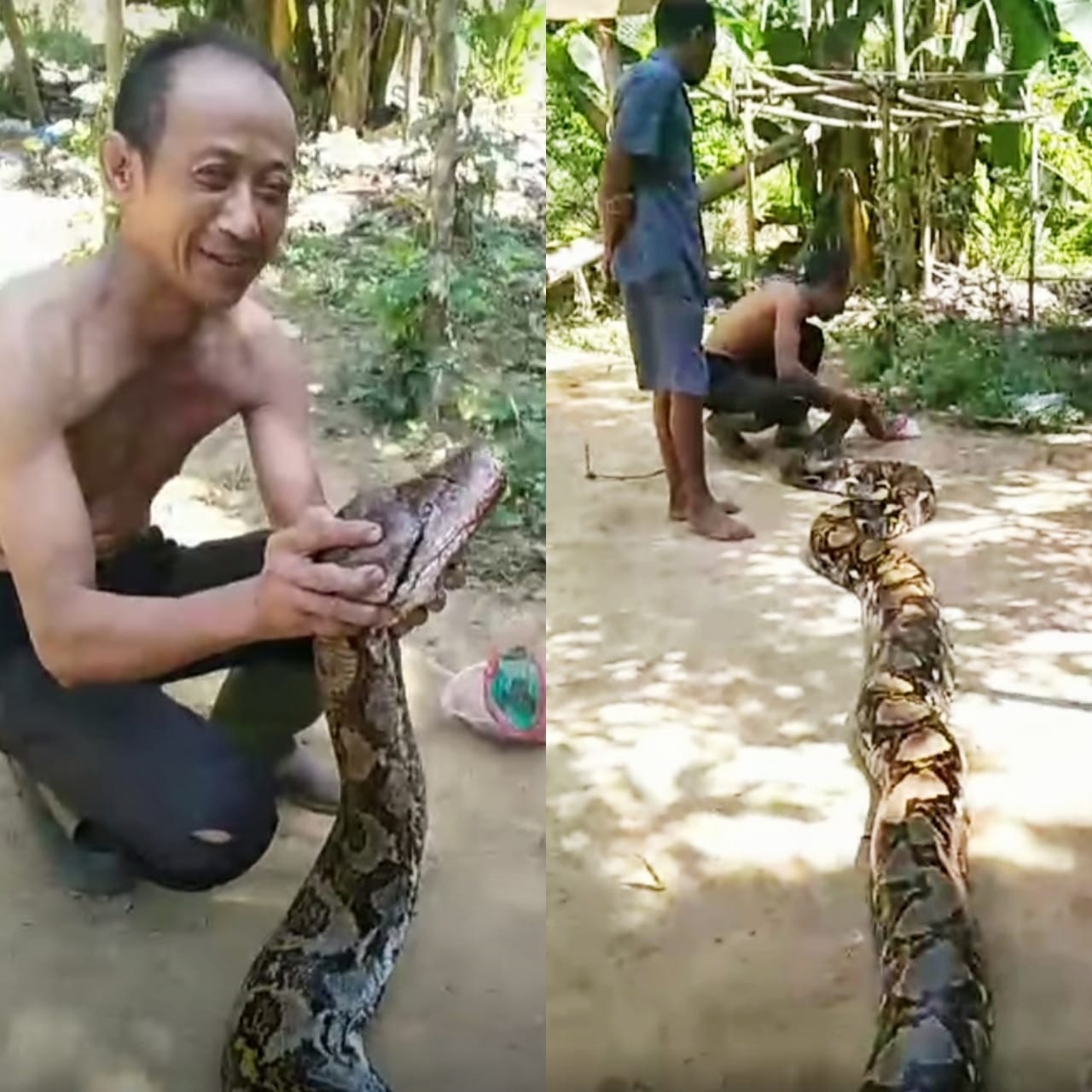 Warga Aceh Tamiang Tangkap Ular Piton Berukuran Besar