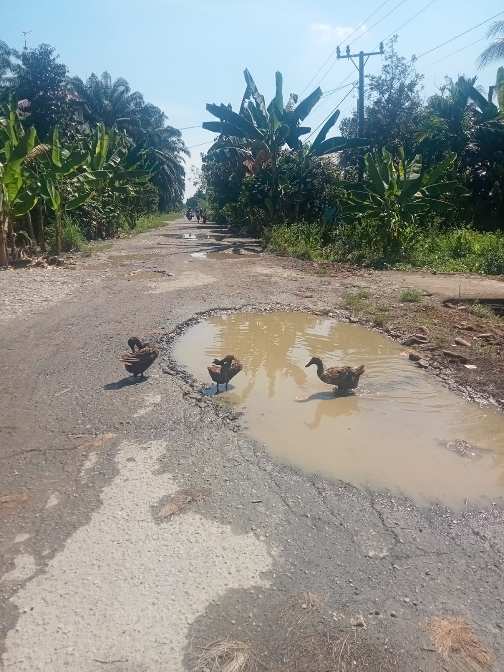 Lubang Di Ruas Jalan Kampunglama Jadi Kolam Mandi Bebek