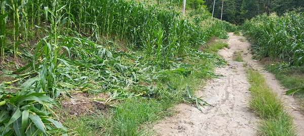 Gajah Obrak-abrik Kebun Warga Di Agara