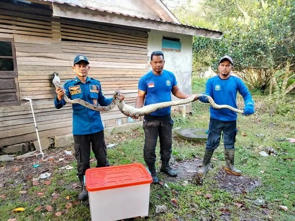 Piton Mangsa Ayam Warga
