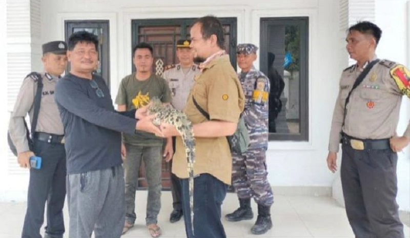 Buaya 1,5 Meter Nyangkut Di Jaring Sungai Gambus Batubara