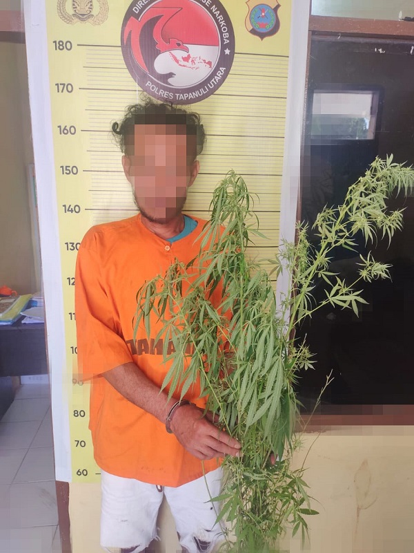 Tanam Ganja Di Ladang, Pemiliknya Diringkus