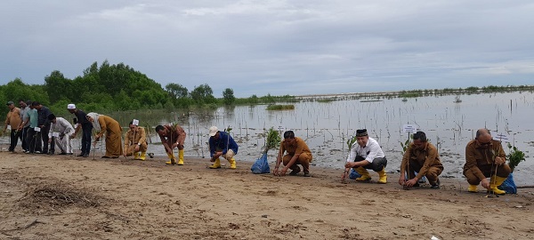 DLHK Aceh Utara Bersama PT PIM Tanam 1000 Bakau