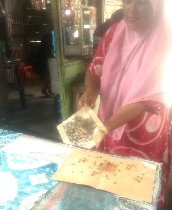 Serangan Lalat Resahkan Warga Bukit Kubu