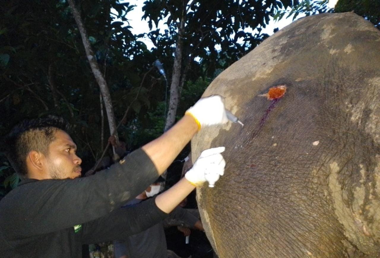 Gajah Liar Terluka Di Aceh Timur