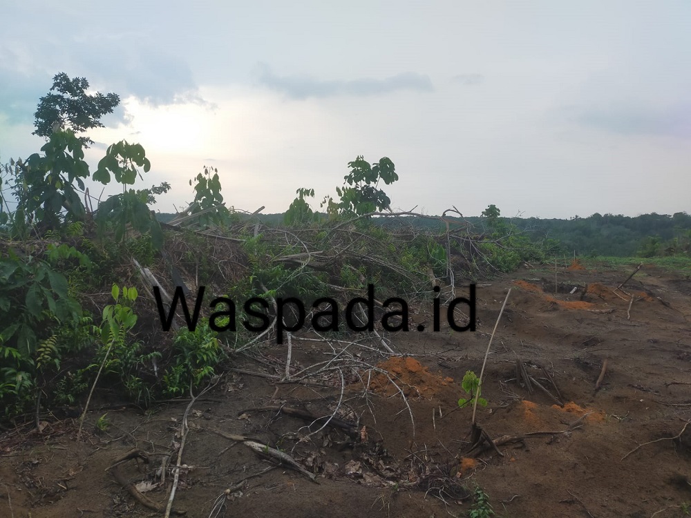 8 Bulan Terlantar, Puluhan Hektar Lahan PSR Labura Belum Bertanam