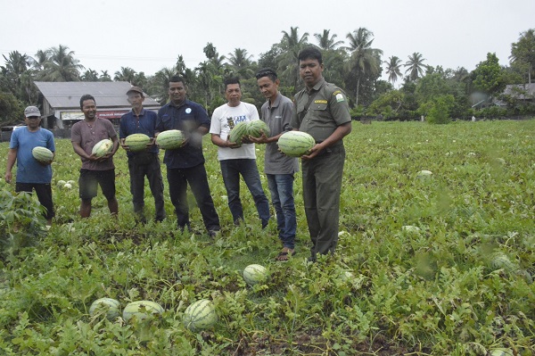 Kader UBI Motivasi Petani Aceh Barat Olah Lahan Tanpa Bakar
