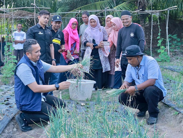 Pj Wali Kota Sabang Panen Bawang