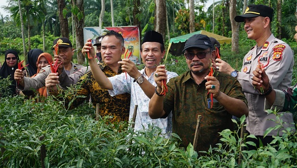 Pj Wali Kota Langsa Panen Cabai Merah 4 Ton