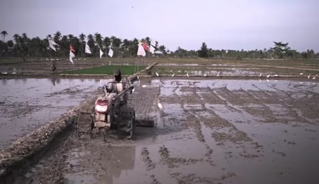 Di Tengah Laju Konversi, Tanaman Padi Tetap Jadi Primadona Petani Desa Tanjung Pasir