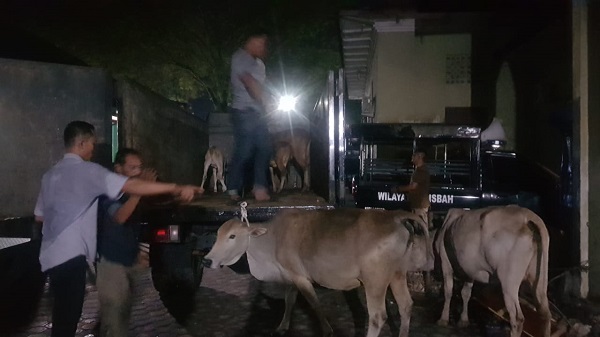 12 Ekor Sapi Diamankan<br>Satpol PP Langsa