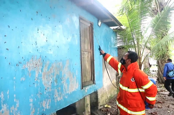 Ulat Bulu Disemprot Insektisida