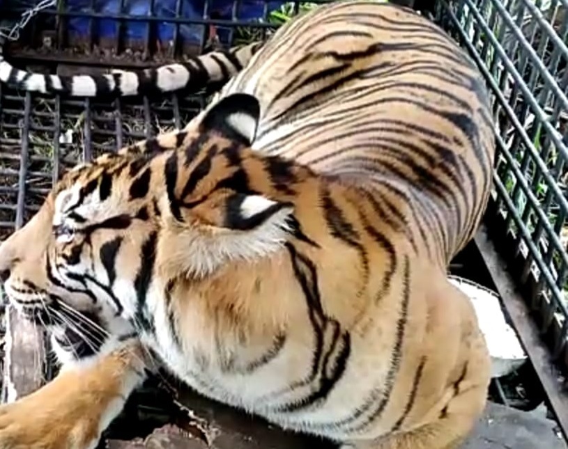 Mobil Yang Ditumpangi Kasek SDN Aras Napal Dilompati Harimau