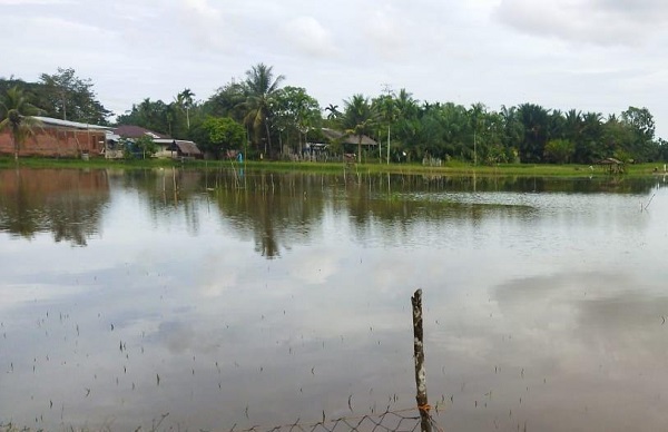 32 Hektar Sawah Aceh Timur Masih Terendam Banjir
