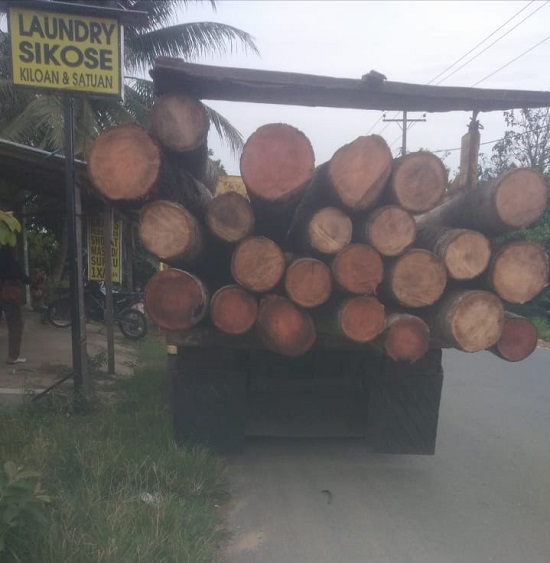Sadiq Tewas Tertimpa Batang Pohon Kelapa