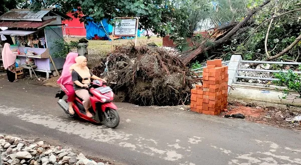 Venue Tenis Pora Rusak Tertimpa Pohon Pinus Dan Waru