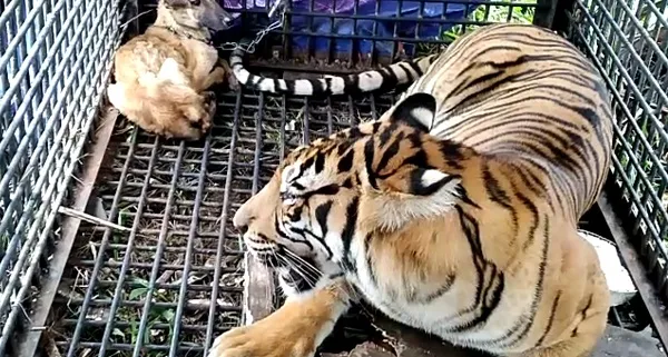 Warga Lega, Seekor Harimau Terjebak Di Dusun Aras Napal Kiri