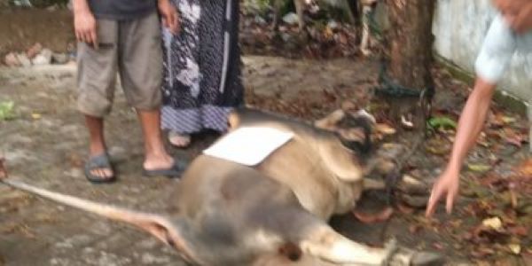 Semangat Berbagi, PGRI Aceh Besar Kurban Lima Lembu