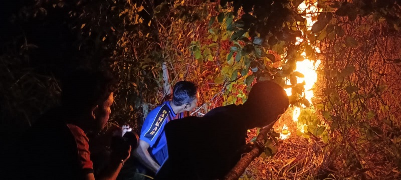 Dua Sarang Tawon Dimusnahkan Di Lhoknga