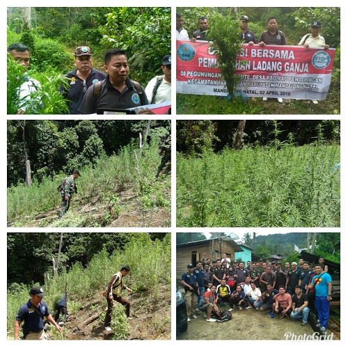 Pemberantasan Ganja Di Madina Perlu Langkah Obyektif