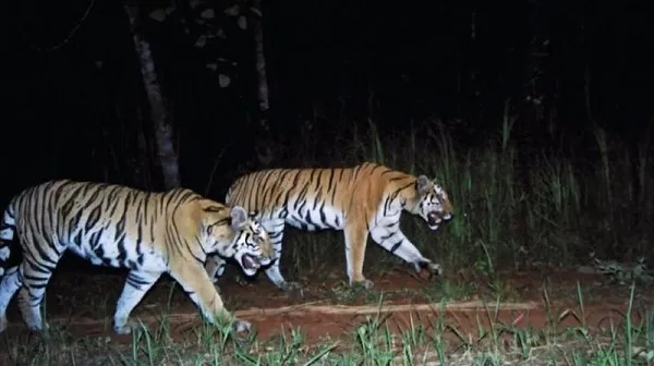 Lima Ekor Harimau Berkeliaran Resahkan Warga Aceh Tenggara