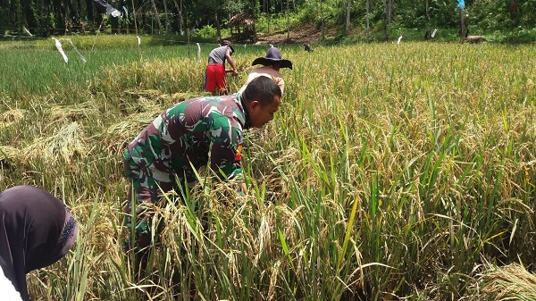 Babinsa Berperan Dalam Pendampingan Ketahanan Pangan