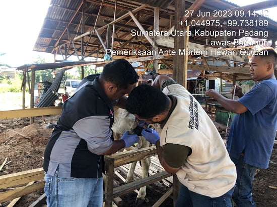 Tim Dokter Diskannak Palas Periksa Kesehatan Hewan Kurban