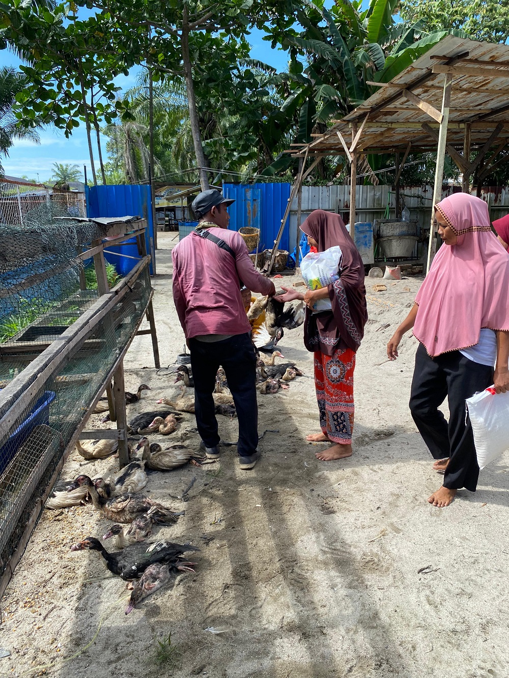 Poktan Sari Larva Berdaya Bersama Inalum Bantu Lansia Beternak Bebek