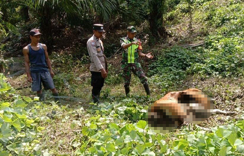 Harimau Mangsa Sapi Di Pedalaman Aceh Timur