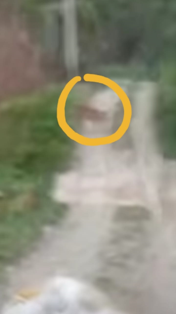Lagi, 'Si Belang' Menampakkan Diri Di Pemukiman Warga Langkat 