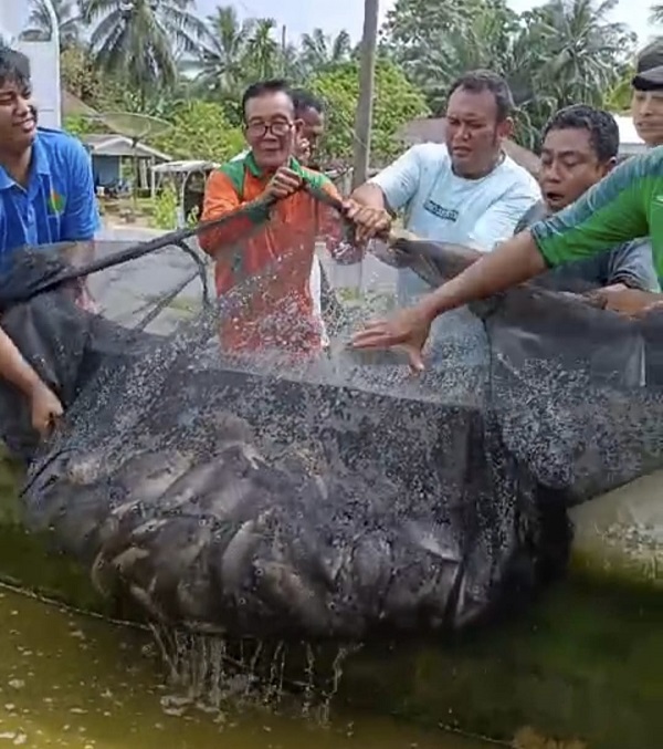 Tingkatkan Ketahanan Pangan, Desa Airbatu I/II Panen Gurami
