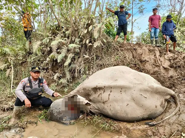 Gajah Jinak Mati Diserang Gajah Liar
