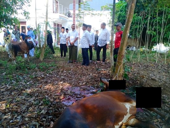 Pemkab Sergai Qurban 100 Ekor Lembu 2 Kambing