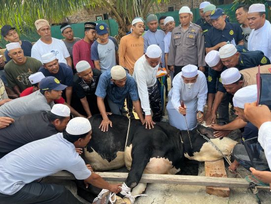 Tariqat Naqsyabandiyah Jabal Qubis Sembelih 151 Ekor Lembu