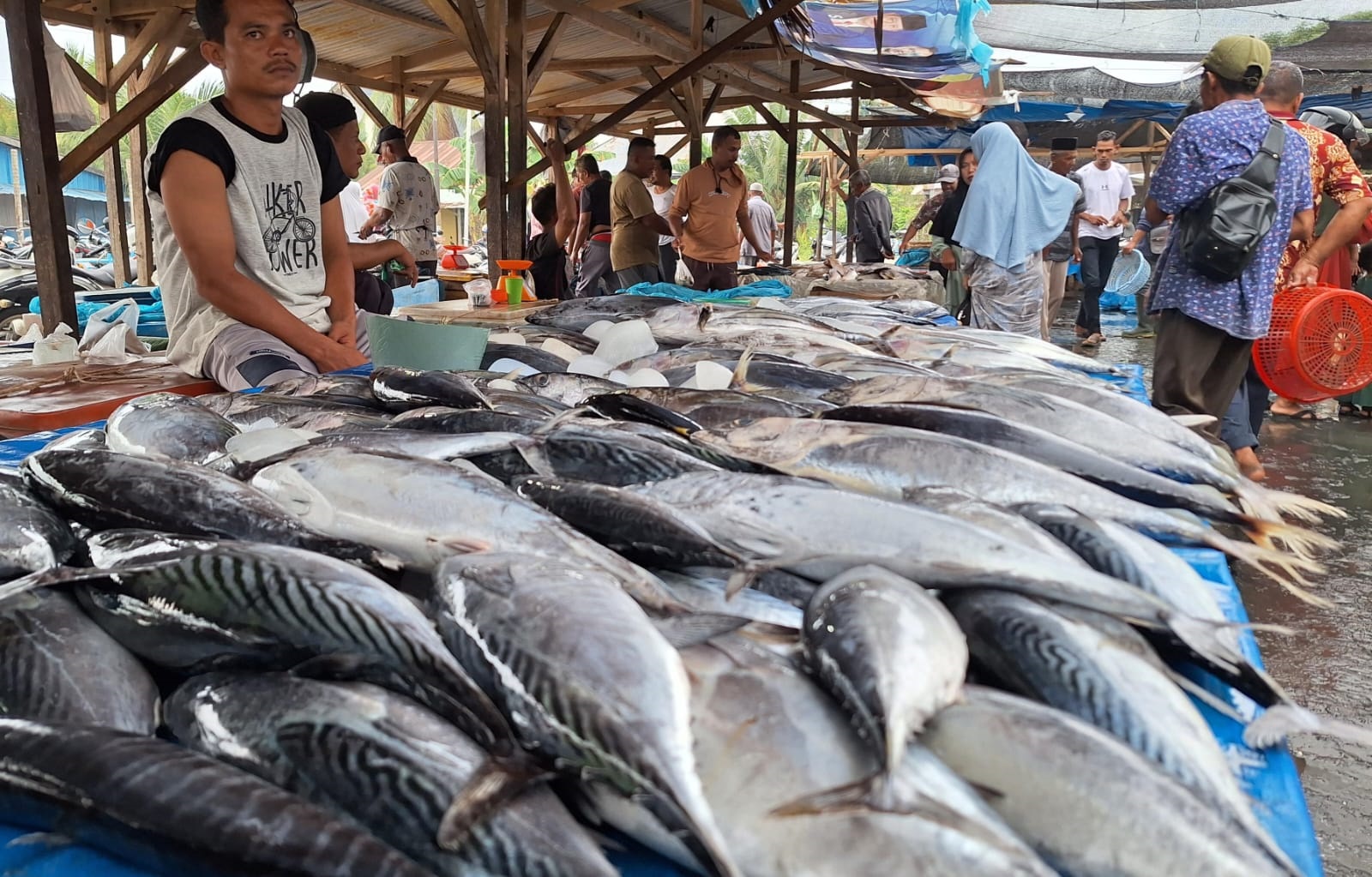 Sejak Bulan Lalu, Ikan Tongkol ‘Banjiri’ PPN Idi