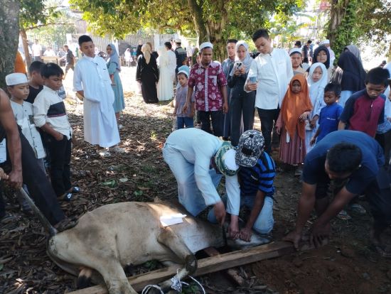 Jamaah Masjid Jami' Annur Sibuhuan Sembelih 11 Hewan Qurban