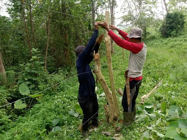 Halau Gajah, BKSDA – FKL Bangun 17 Pagar Kejut