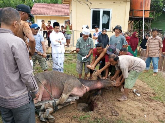 Pj. Bupati Simeulue Kurban Di Awe Seubal, Sekda Di Suka Karya