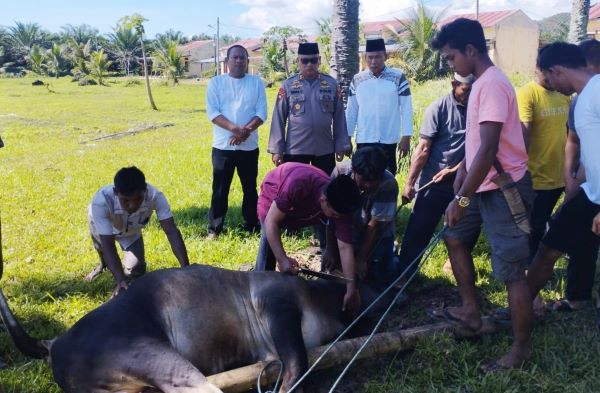 Polres Palas Sembelih Tiga Ekor Lembu Kurban