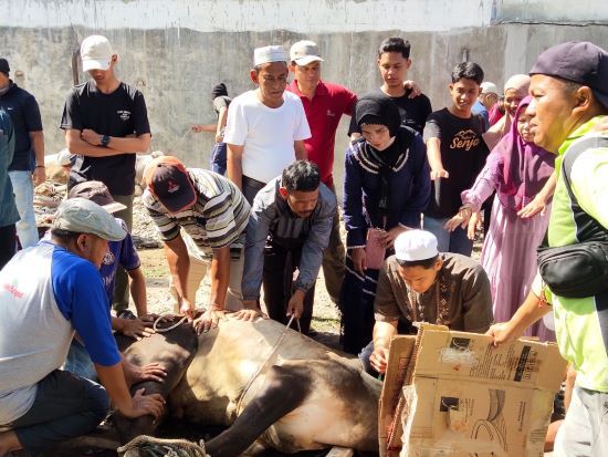 PHBI Dan BKM Masjid Raya Taqwa Parapat Sembelih 28 Hewan Kurban