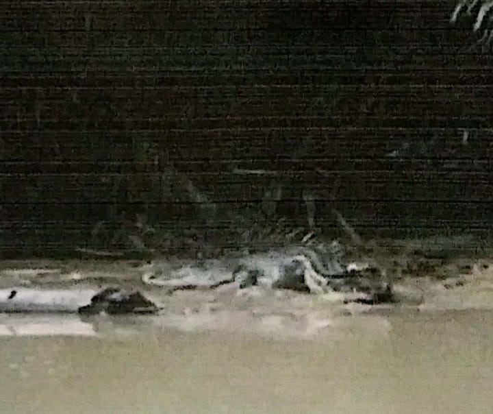 Penampakan Buaya Di Sungai Pagurawan Undang Keresahan