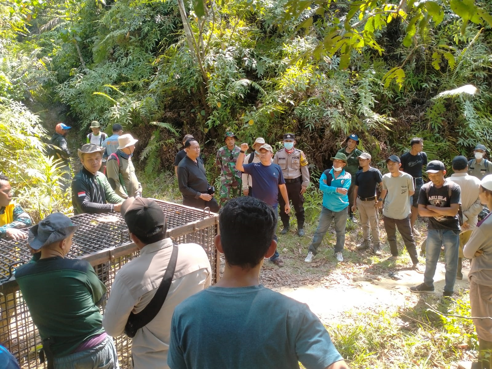 Habitat Terancam, Sang 'Raja Hutan' Pun Meradang