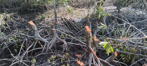 Kondisi Hutan Mangrove Di Langkat Kritis