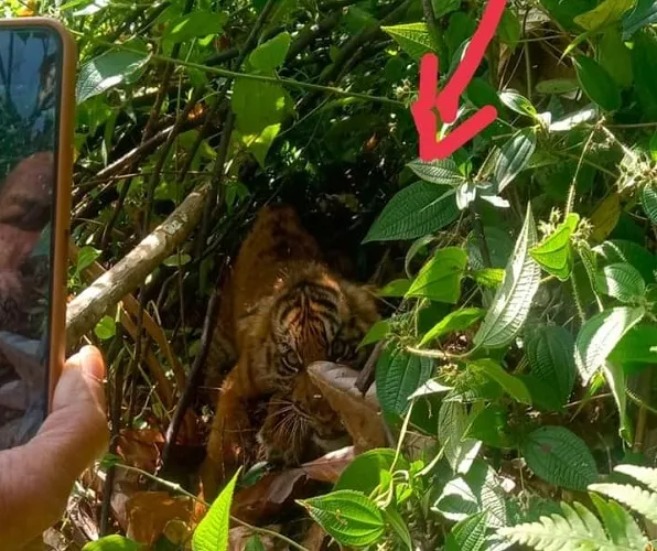 Sempat Diamankan, Harimau Lepas Lagi
