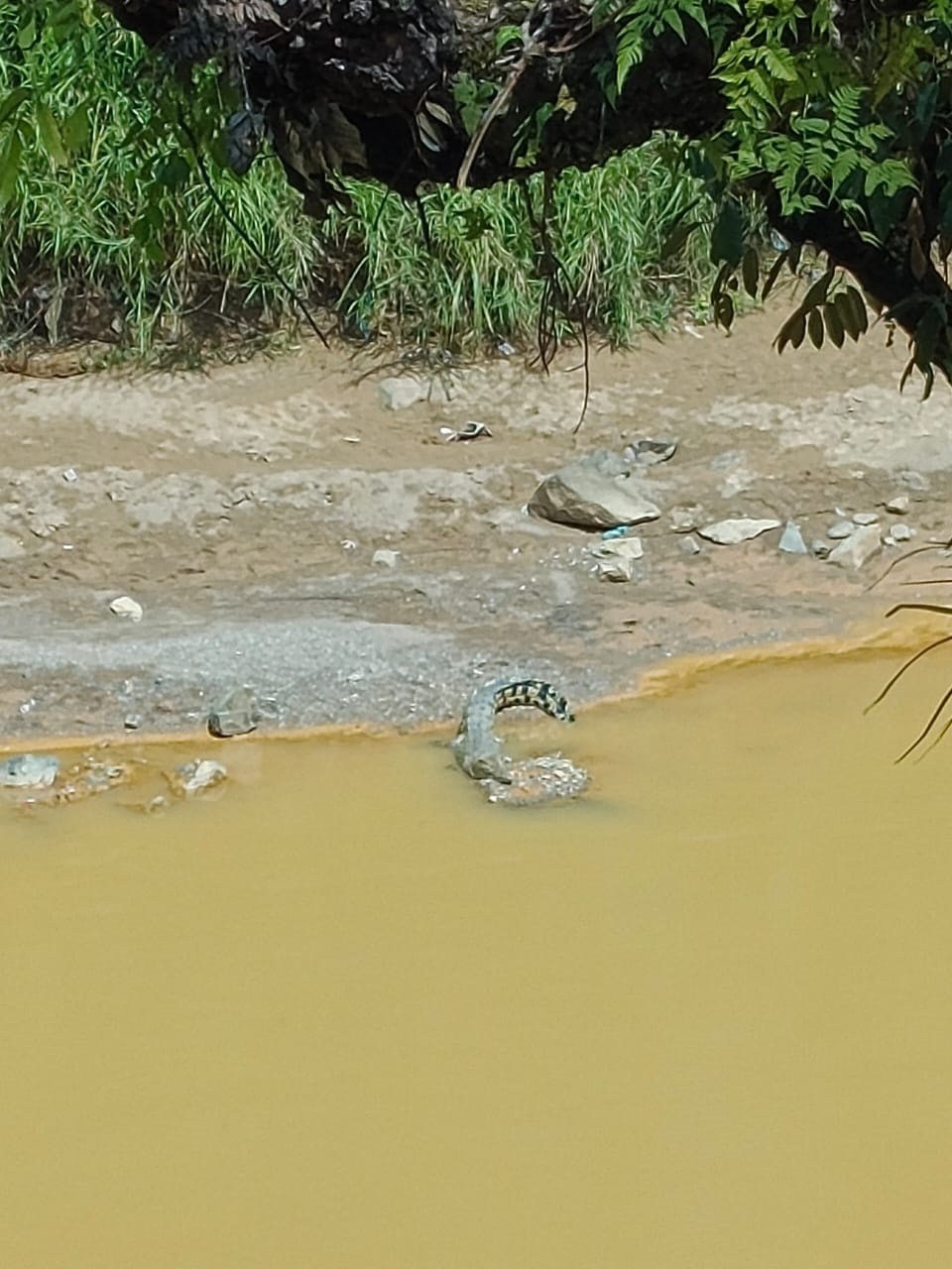 Kawanan Buaya Kembali Muncul Di Tepi Sungai Batang Natal