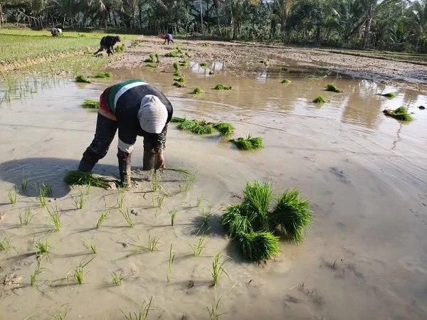 8.266 Hektar Sawah Tadah Hujan Mulai Tanam